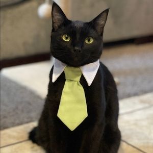 Meet your Posher, Talia